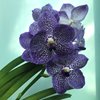 Ванда (Vanda  Bangjong Sky Blue No.24) 